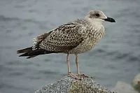 18.08.2013 19:37:03
18. August 2013
Ostsee 2013
Ostsee-Fotos
Foto-Gallerie