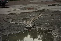 18.08.2013 19:37:51
18. August 2013
Ostsee 2013
Ostsee-Fotos
Foto-Gallerie