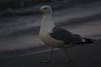 08.08.2014 20:35:32
August 2014
Ostsee-Fotos
Foto-Gallerie