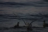 08.08.2014 20:37:27
August 2014
Ostsee-Fotos
Foto-Gallerie