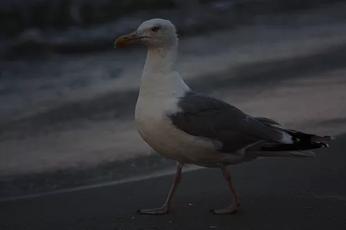 © R.Thiel
Möwe
Ostseebad
08.08.2014 20:35:32
August 2014
Ostsee-Fotos
Foto-Gallerie © R.Thiel
Möwe
Ostseebad
08.08.2014 20:35:32
August 2014
Ostsee-Fotos
Foto-Gallerie