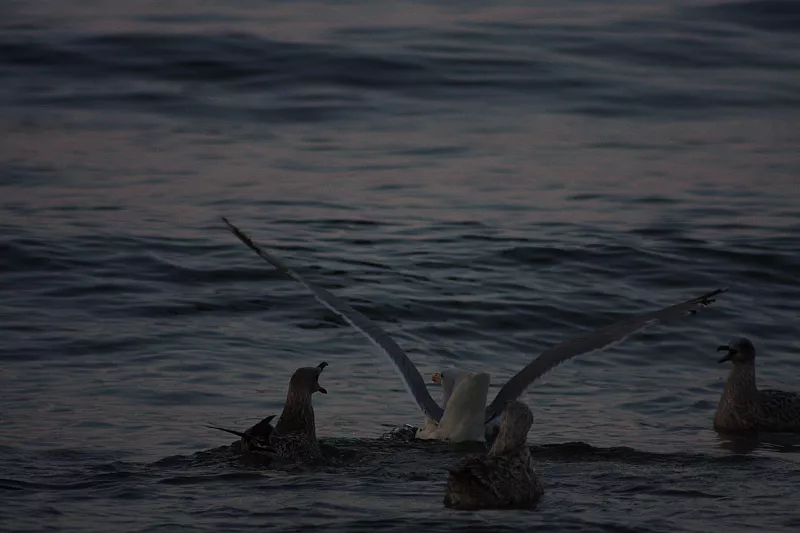 &copy; R.Thiel
Möwenfütterung
Ostseebad
08.08.2014 20:37:27
August 2014
Ostsee-Fotos
Foto-Gallerie