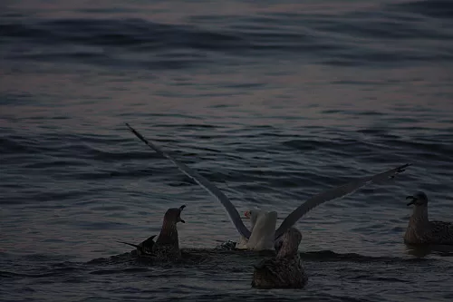 © R.Thiel
Möwenfütterung
Ostseebad
08.08.2014 20:37:27
August 2014
Ostsee-Fotos
Foto-Gallerie © R.Thiel
Möwenfütterung
Ostseebad
08.08.2014 20:37:27
August 2014
Ostsee-Fotos
Foto-Gallerie