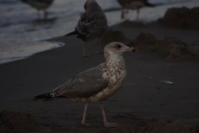 © R.Thiel
Möwe
Ostseebad
08.08.2014 20:35:03
August 2014
Ostsee-Fotos
Foto-Gallerie