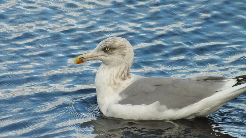 © R.Thiel
10.10.2020 13:04:42
Stralsund 2020
Ostsee-Fotos
Foto-Gallerie