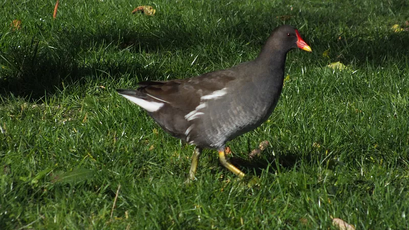 © R.Thiel
10.10.2020 14:21:44
Stralsund 2020
Ostsee-Fotos
Foto-Gallerie