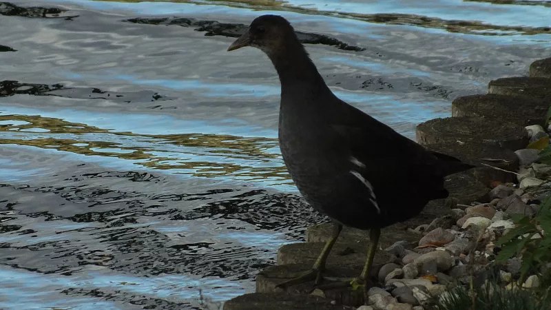 © R.Thiel
10.10.2020 14:22:13
Stralsund 2020
Ostsee-Fotos
Foto-Gallerie